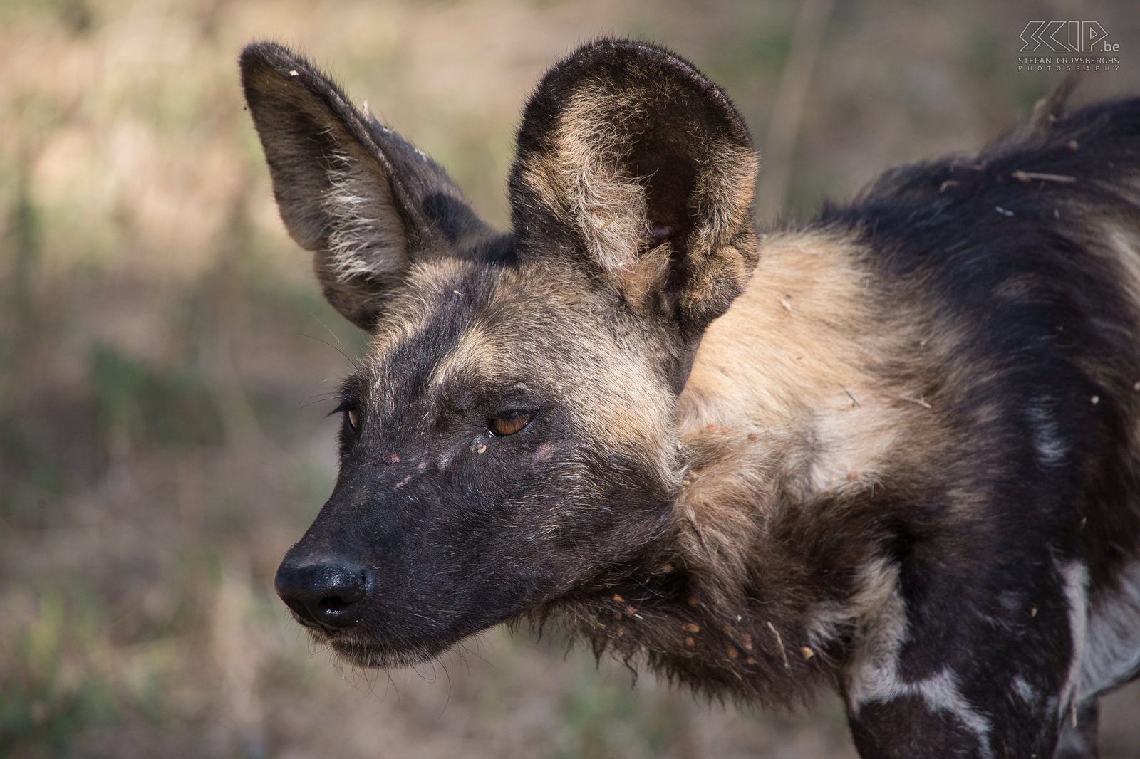 South Luangwa - Close-up wilde hond  Stefan Cruysberghs